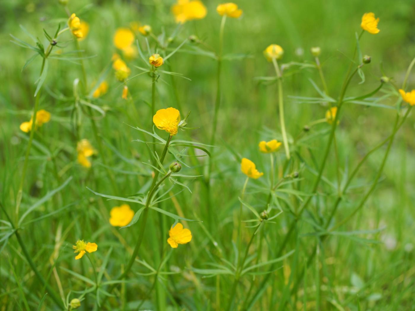 Buttercup, Goldilocks plant